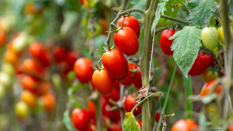 Rijpingstijd van tomaten:een gids voor het oogsten van rijpe tomaten 