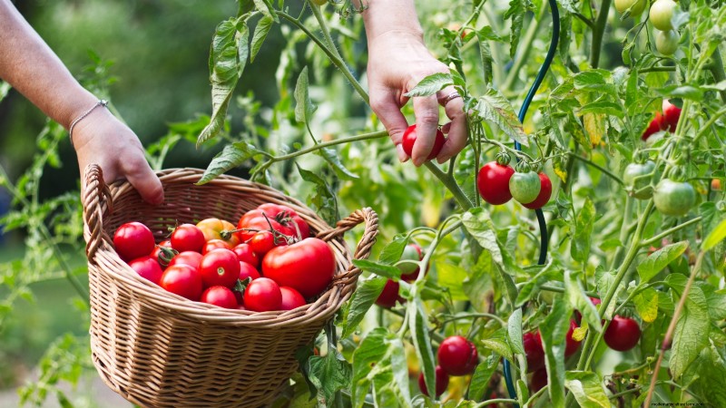 Rijpingstijd van tomaten:een gids voor het oogsten van rijpe tomaten 