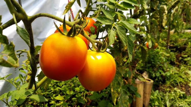 Rijpingstijd van tomaten:een gids voor het oogsten van rijpe tomaten 
