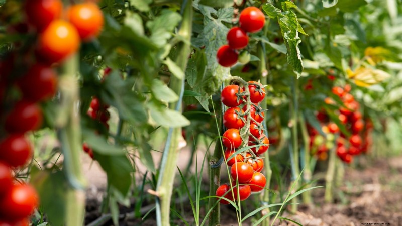 Rijpingstijd van tomaten:een gids voor het oogsten van rijpe tomaten 