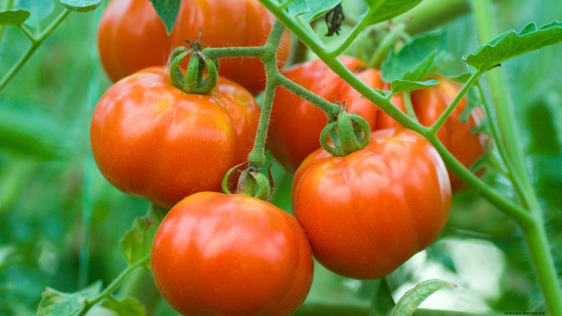 Rijpingstijd van tomaten:een gids voor het oogsten van rijpe tomaten 