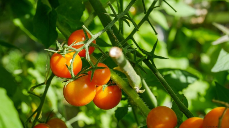 Rijpingstijd van tomaten:een gids voor het oogsten van rijpe tomaten 
