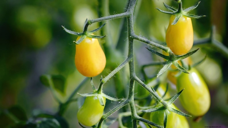 Rijpingstijd van tomaten:een gids voor het oogsten van rijpe tomaten 