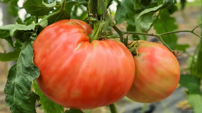 Rijpingstijd van tomaten:een gids voor het oogsten van rijpe tomaten 