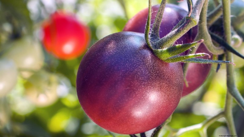 Rijpingstijd van tomaten:een gids voor het oogsten van rijpe tomaten 