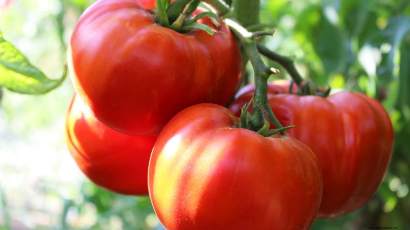 Rijpingstijd van tomaten:een gids voor het oogsten van rijpe tomaten 