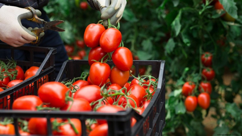 Rijpingstijd van tomaten:een gids voor het oogsten van rijpe tomaten 