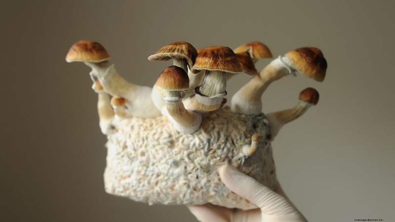 Thuis paddenstoelen kweken:3 eenvoudige en betaalbare methoden 