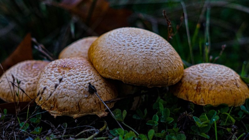 Thuis paddenstoelen kweken:3 eenvoudige en betaalbare methoden 