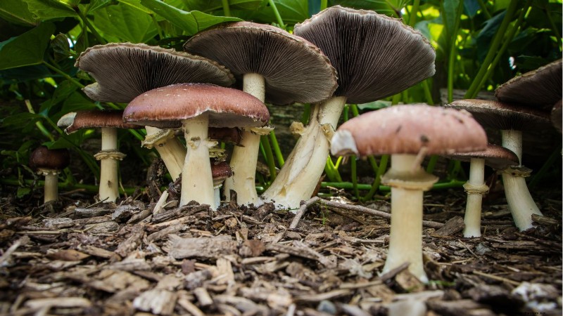 Thuis paddenstoelen kweken:3 eenvoudige en betaalbare methoden 