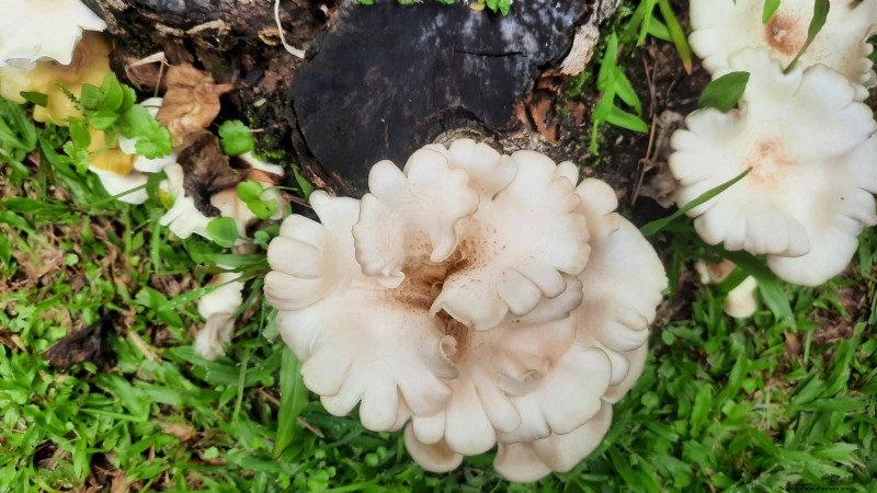 Thuis paddenstoelen kweken:3 eenvoudige en betaalbare methoden 