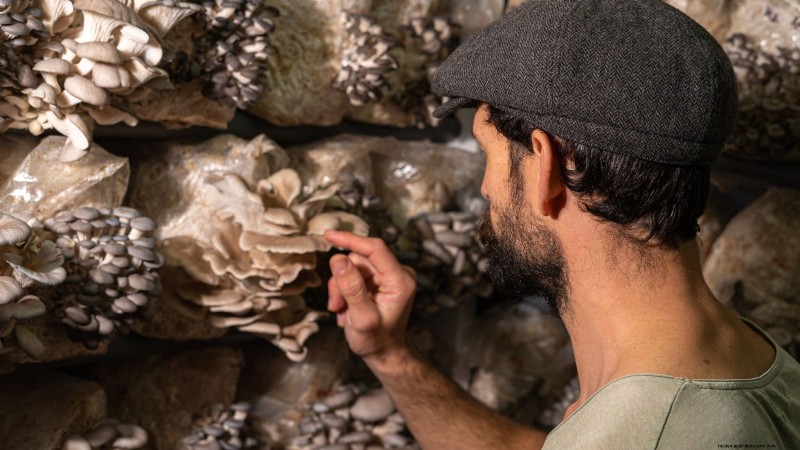 Thuis paddenstoelen kweken:3 eenvoudige en betaalbare methoden 