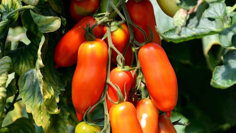 Le migliori colture per rendimenti elevati nei piccoli giardini 