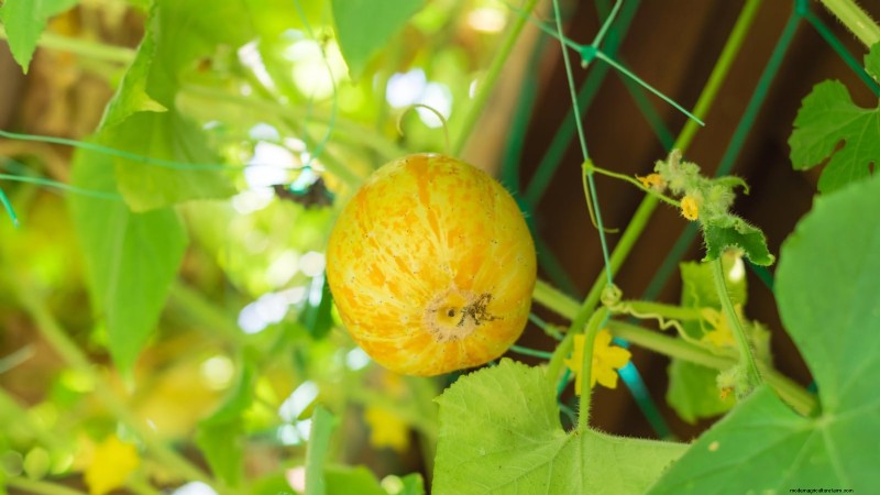 Le migliori colture per rendimenti elevati nei piccoli giardini 