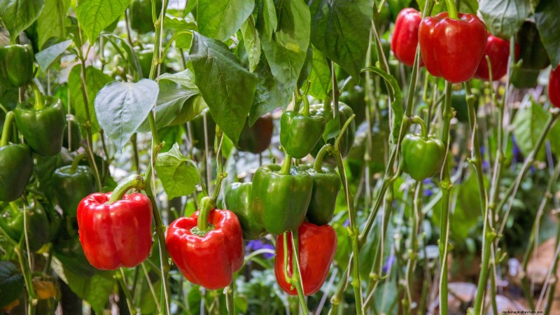 Le migliori colture per rendimenti elevati nei piccoli giardini 