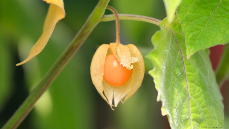 Le migliori colture per rendimenti elevati nei piccoli giardini 