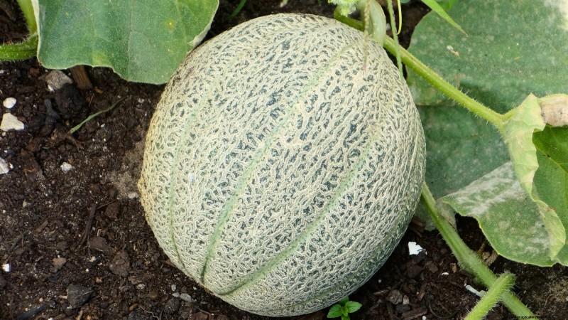 Le migliori colture per rendimenti elevati nei piccoli giardini 