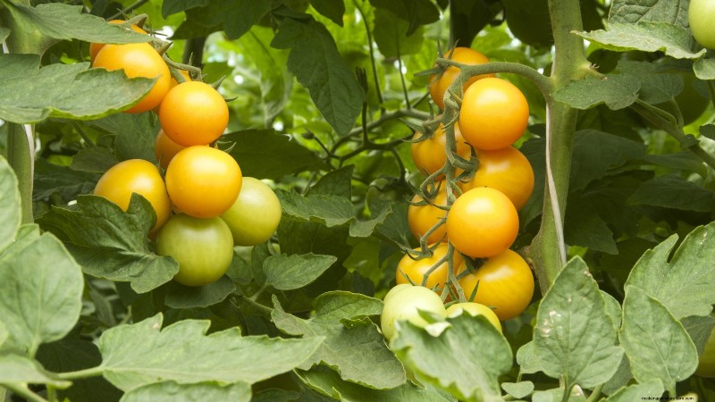 Le migliori colture per rendimenti elevati nei piccoli giardini 