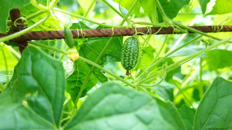 Le migliori colture per rendimenti elevati nei piccoli giardini 