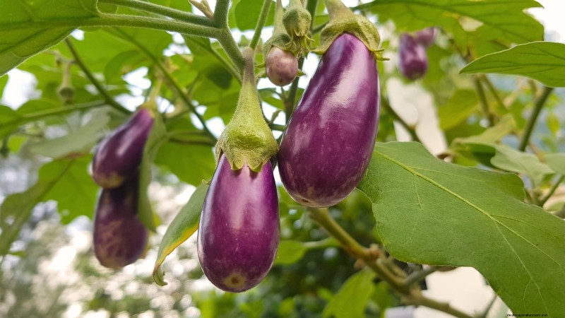 Le migliori colture per rendimenti elevati nei piccoli giardini 