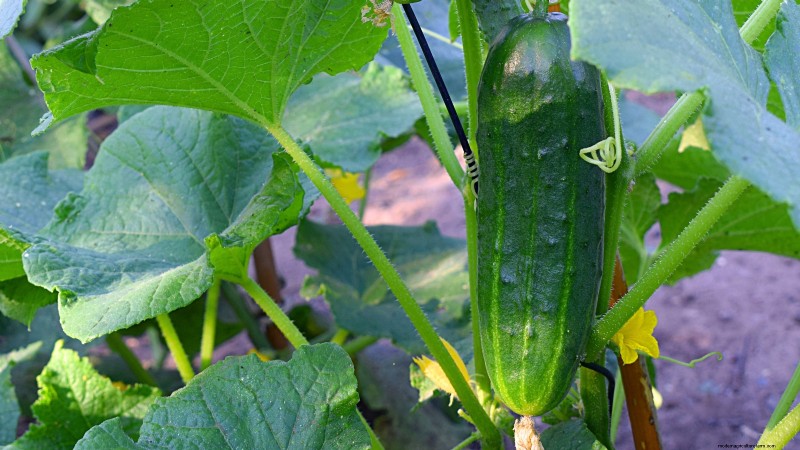 Le migliori colture per rendimenti elevati nei piccoli giardini 