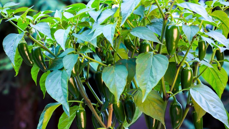 Le migliori colture per rendimenti elevati nei piccoli giardini 