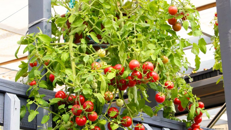 Top 19 eetbare planten voor containertuinieren | [Jaar] 