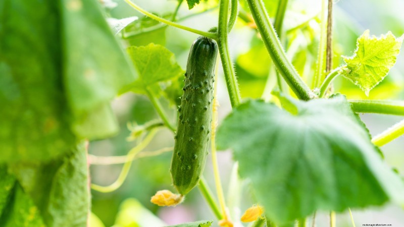 Top 19 eetbare planten voor containertuinieren | [Jaar] 