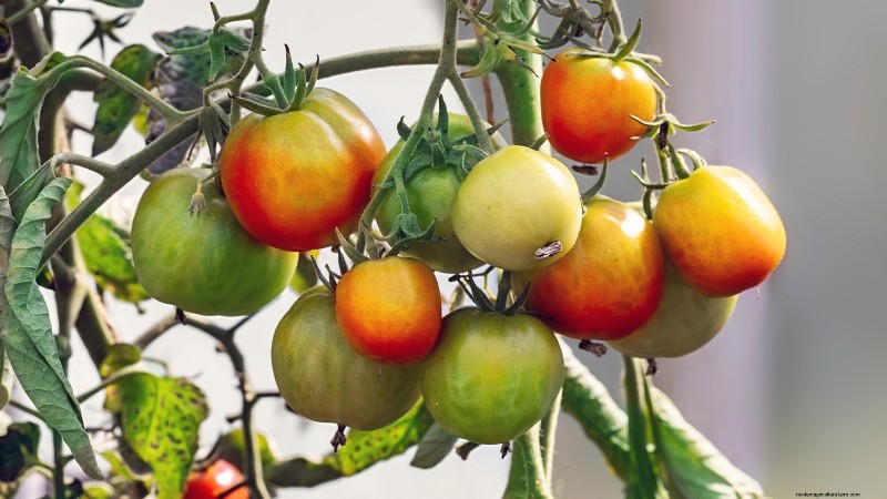 Top 19 eetbare planten voor containertuinieren | [Jaar] 