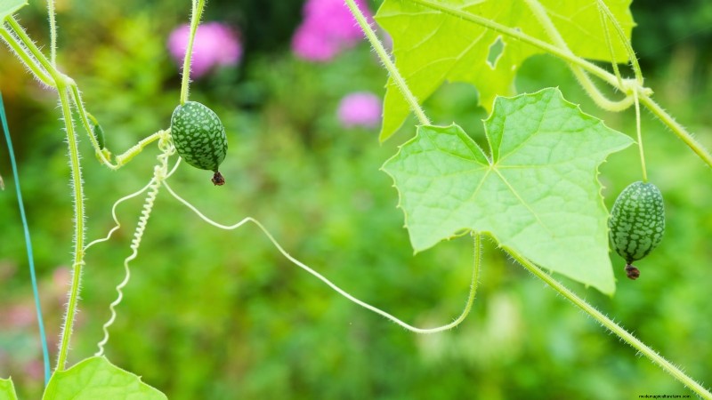 Top 19 eetbare planten voor containertuinieren | [Jaar] 