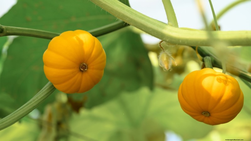 Top 19 eetbare planten voor containertuinieren | [Jaar] 