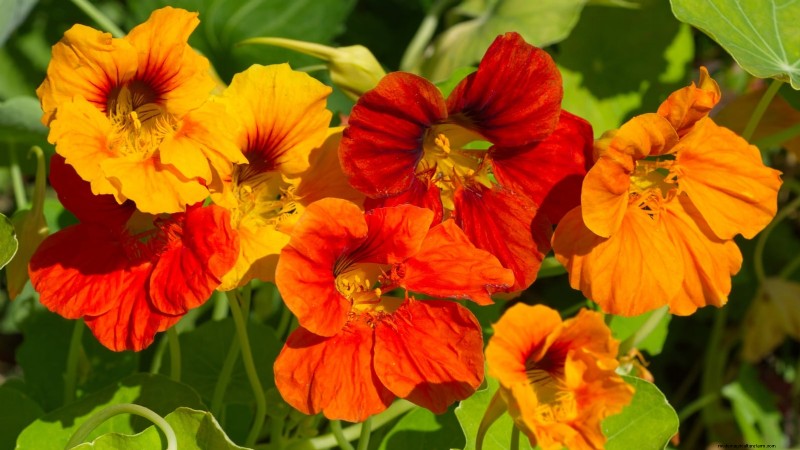 Top 19 eetbare planten voor containertuinieren | [Jaar] 