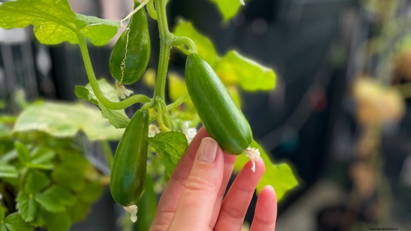 Top 19 eetbare planten voor containertuinieren | [Jaar] 
