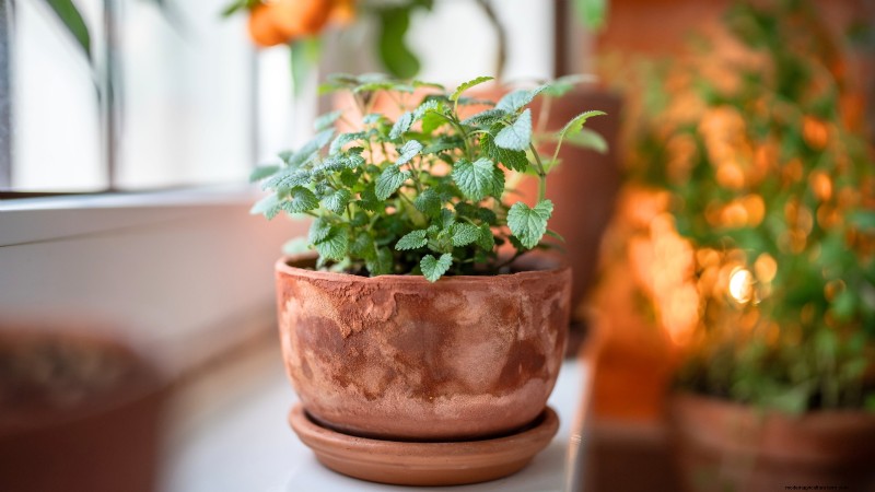 Top 19 eetbare planten voor containertuinieren | [Jaar] 