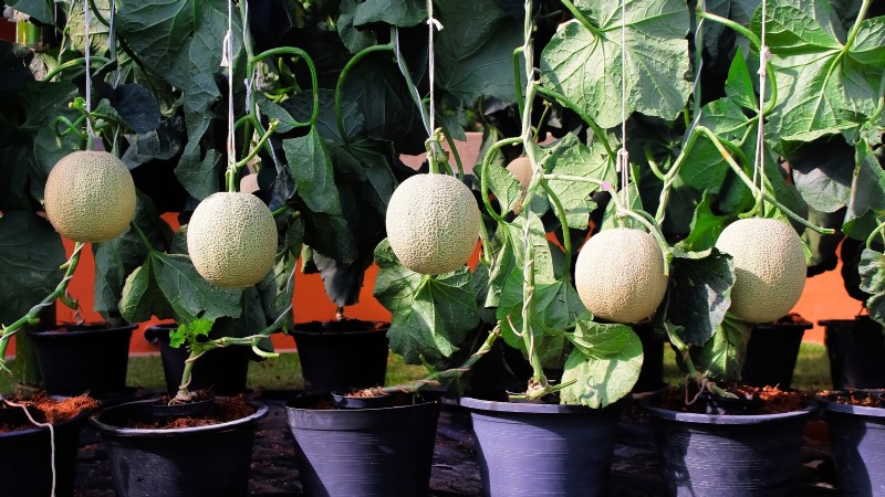 Top 19 eetbare planten voor containertuinieren | [Jaar] 