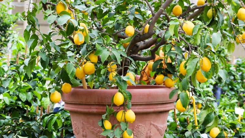 Top 19 eetbare planten voor containertuinieren | [Jaar] 