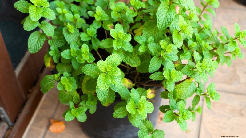Top 19 eetbare planten voor containertuinieren | [Jaar] 