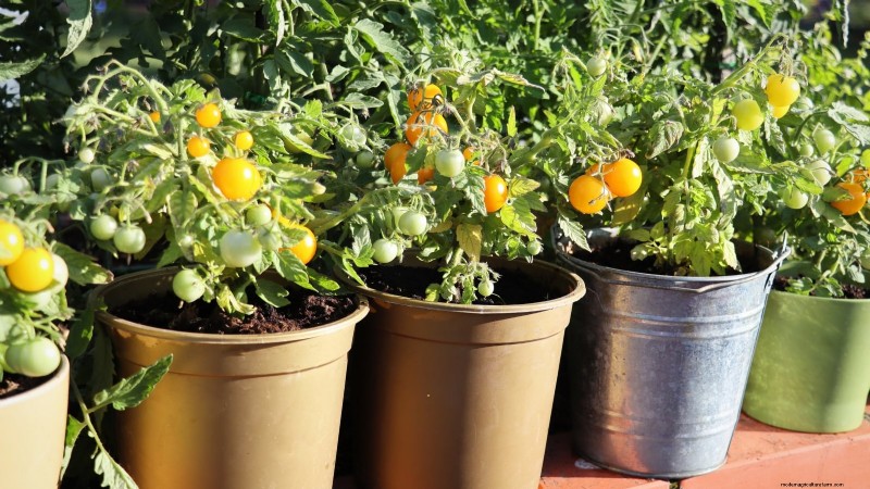 Top 19 eetbare planten voor containertuinieren | [Jaar] 