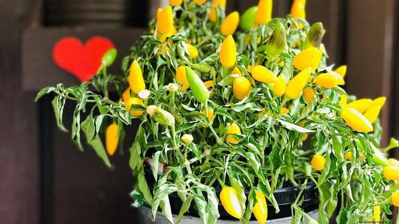 Top 19 eetbare planten voor containertuinieren | [Jaar] 
