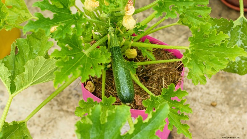 Top 19 eetbare planten voor containertuinieren | [Jaar] 