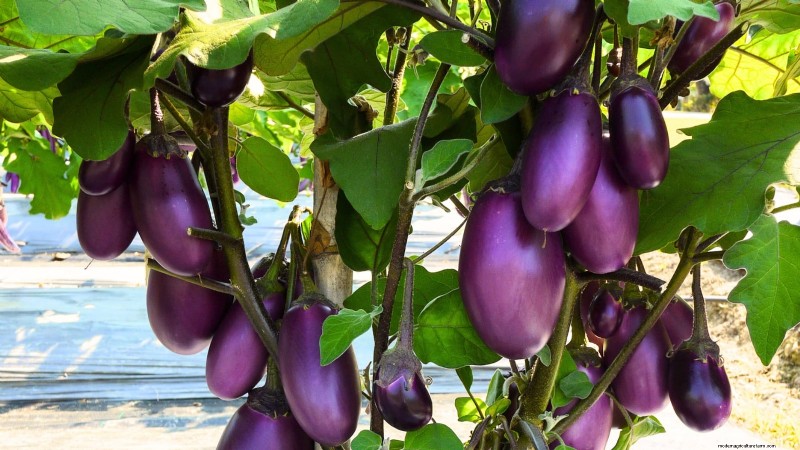 Top 19 eetbare planten voor containertuinieren | [Jaar] 