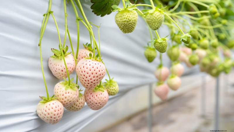 Top 19 eetbare planten voor containertuinieren | [Jaar] 