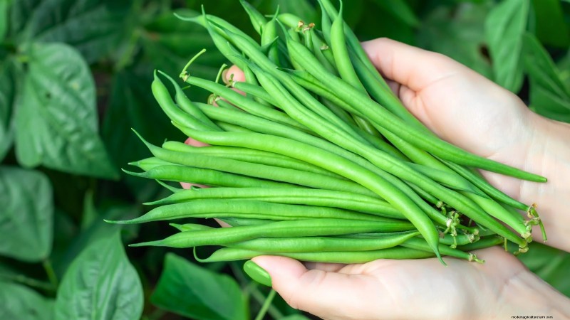 Top 19 eetbare planten voor containertuinieren | [Jaar] 