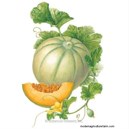 Cultive melões deliciosos:9 variedades para a sua horta 