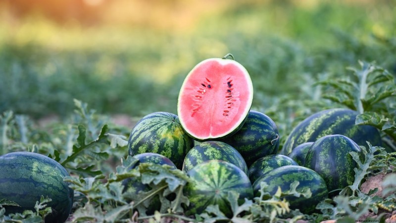 Cultive melões deliciosos:9 variedades para a sua horta