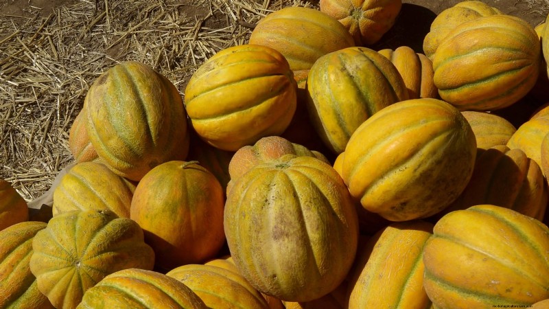 Cultive melões deliciosos:9 variedades para a sua horta