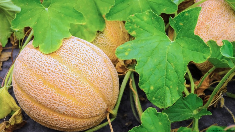 Cultive melões deliciosos:9 variedades para a sua horta