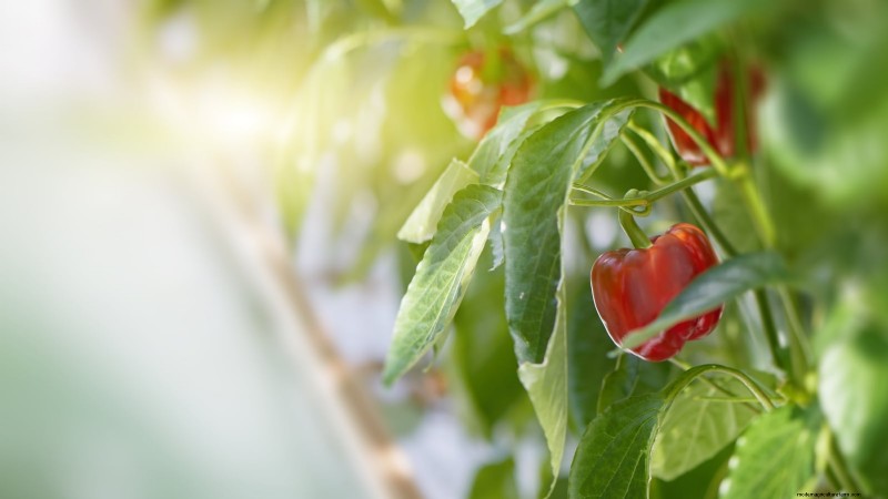 Las 11 hortalizas más productivas para huertos pequeños 