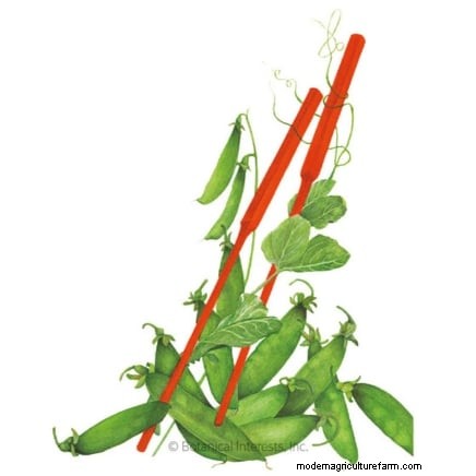 Os 11 principais vegetais que prosperam em plantio denso 