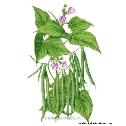 Os 11 principais vegetais que prosperam em plantio denso 